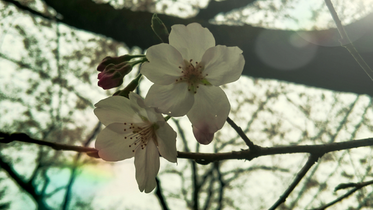 Cherry Blossom 2016